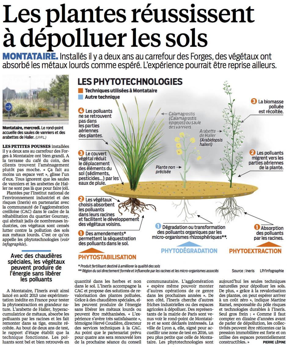 20150814-LeP-Montataire-Les plantes réussissent à dépolluer les sols
