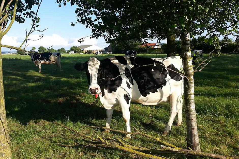 Nos enfants verront-ils encore demain des vaches manger de l'herbe dans un pré ? - Drucat, 30 juin 2014